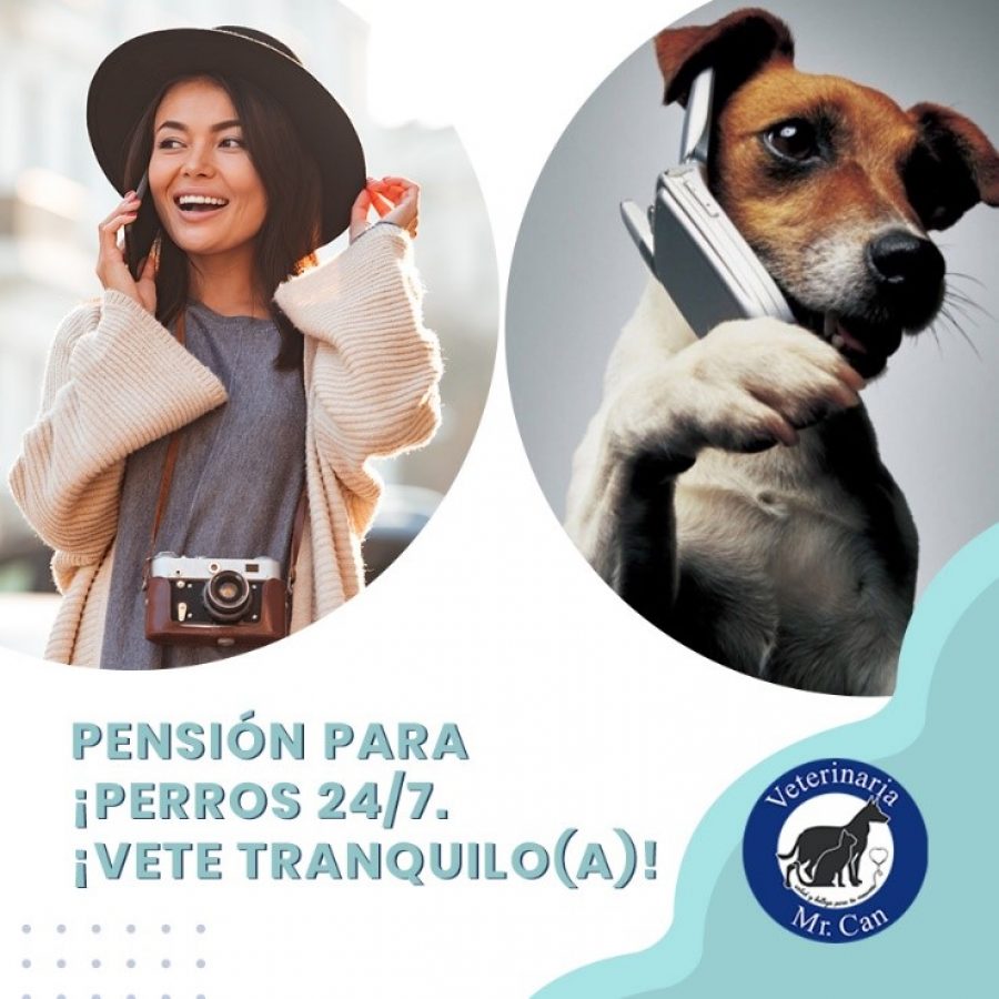 Blog 2209 Pensión para perros 24-7