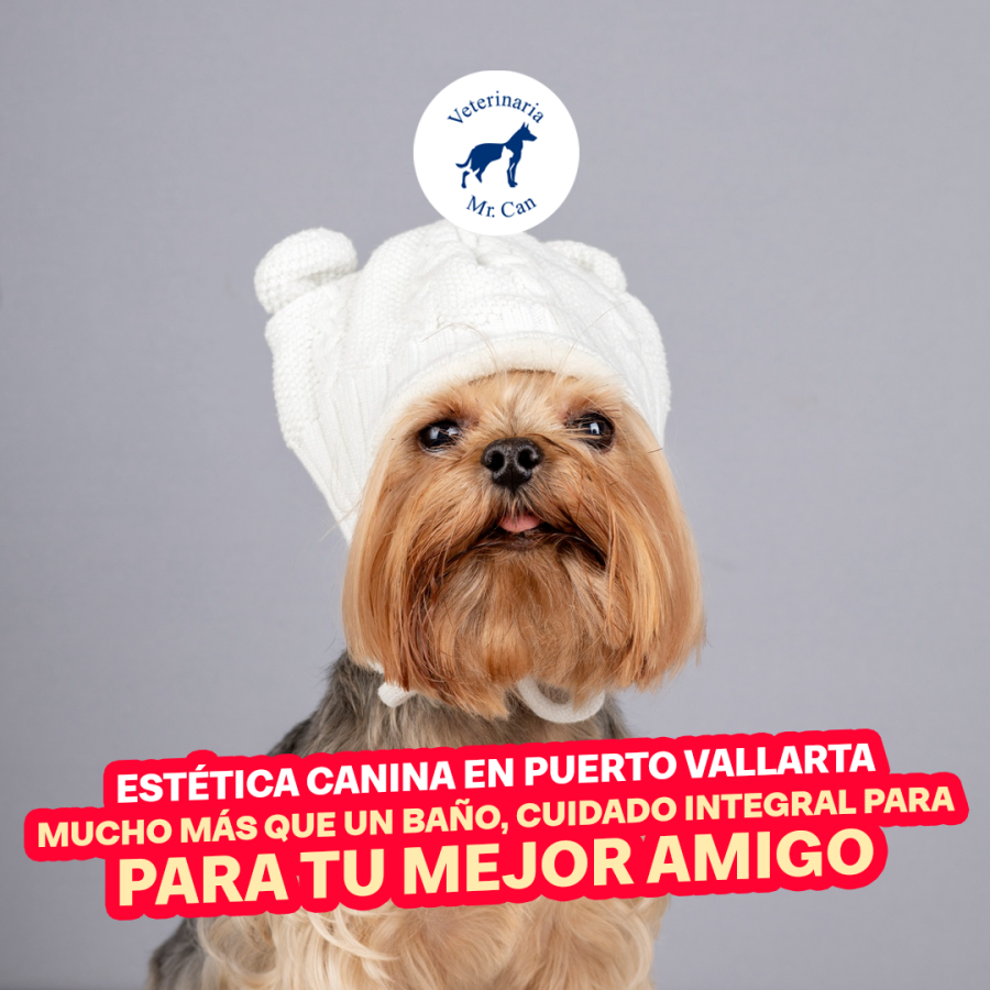 Estética canina en Puerto Vallarta: Mucho más que un baño, cuidado integral para tu mejor amigo
