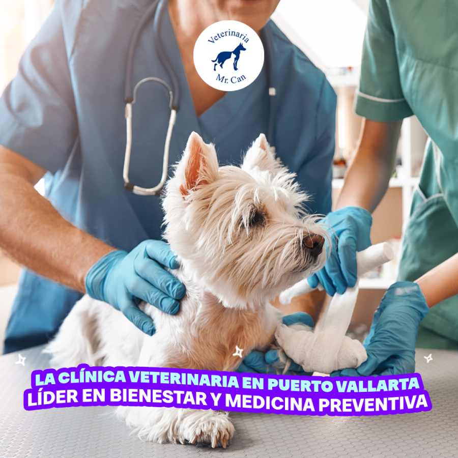 Clínica veterinaria en Puerto Vallarta: La Clínica veterinaria en Puerto Vallarta líder en bienestar y medicina preventiva