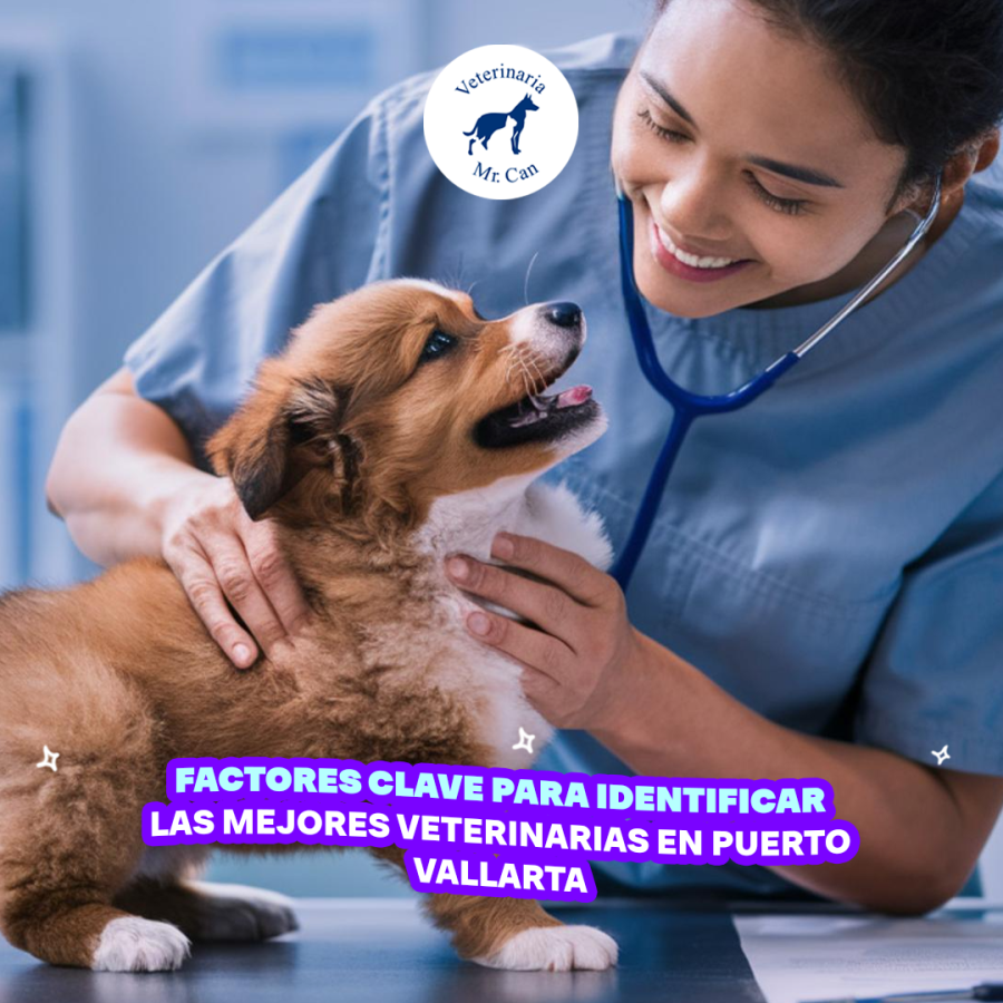 Factores Clave para Identificar las Mejores Veterinarias en Puerto Vallarta