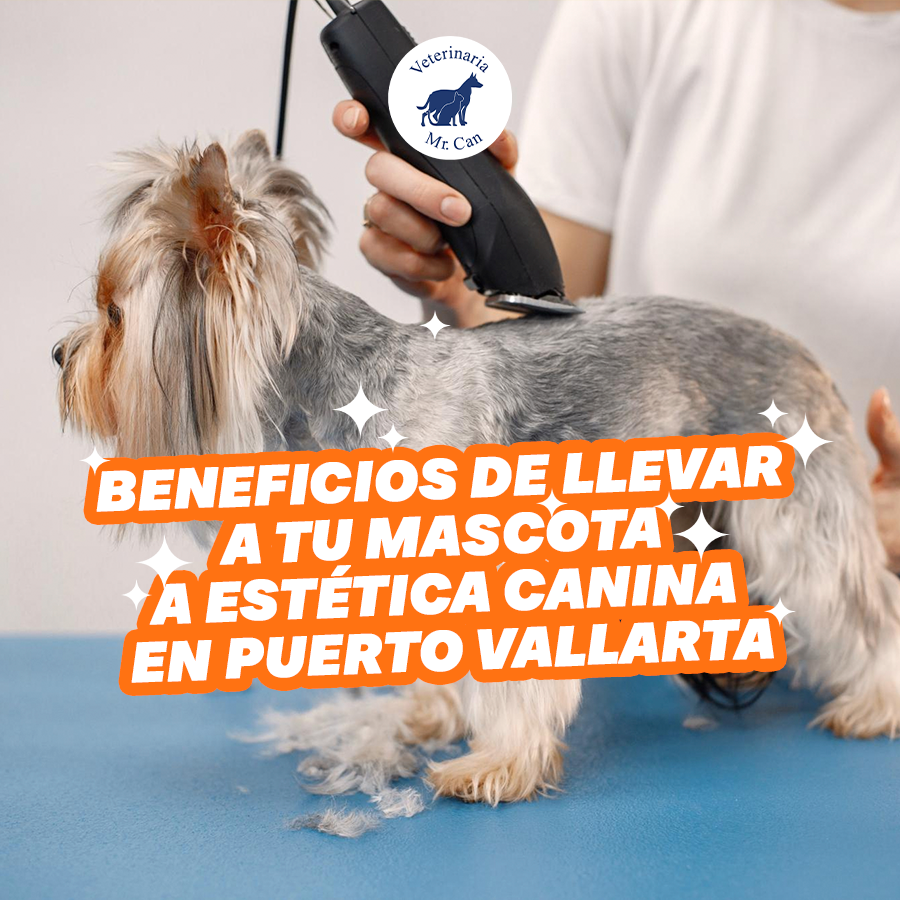 Beneficios de llevar a tu mascota a estética canina en Puerto Vallarta