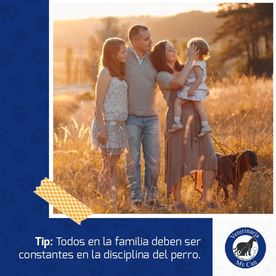 Qué hacer con tu mascota cuando debes salir de viaje? - Veterinaria Mr. Can