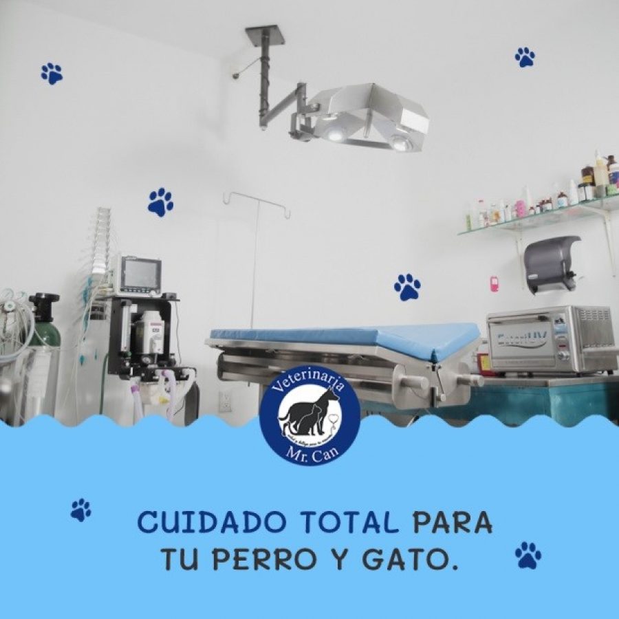 Veterinarias en Vallarta, cuidado total para tu perro y gato en Mr. Can