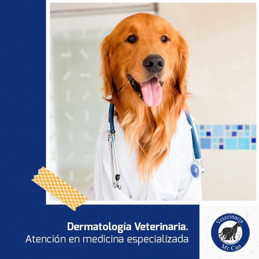 dermatología veterinaria especializada en Mr. Can