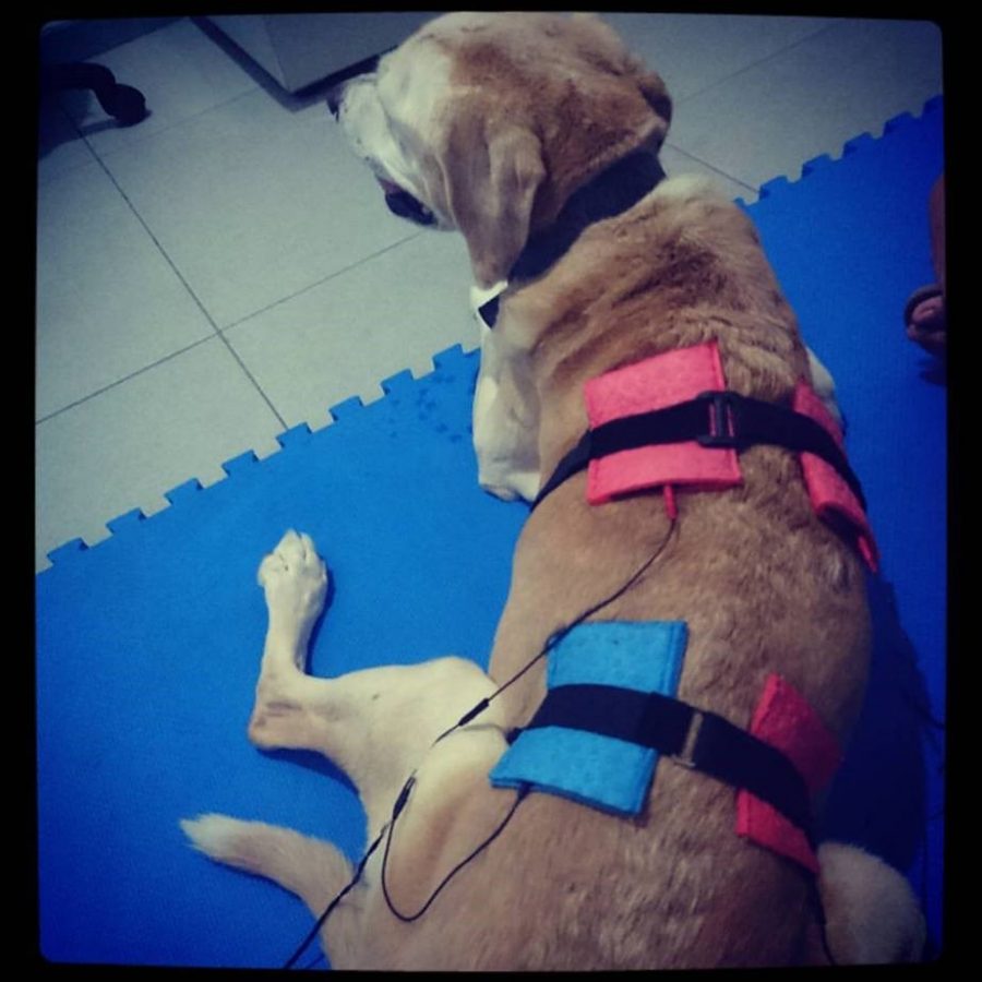 fisioterapia para perros IMG
